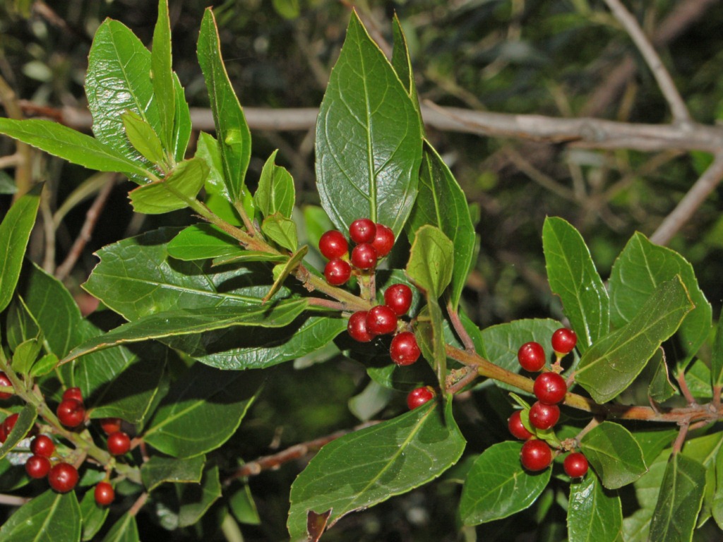 <a title="Hectonichus, CC BY-SA 3.0 <https://creativecommons.org/licenses/by-sa/3.0>, via Wikimedia Commons" href="https://commons.wikimedia.org/wiki/File:Rhamnaceae_-_Rhamnus_alaternus.JPG"><img decoding=